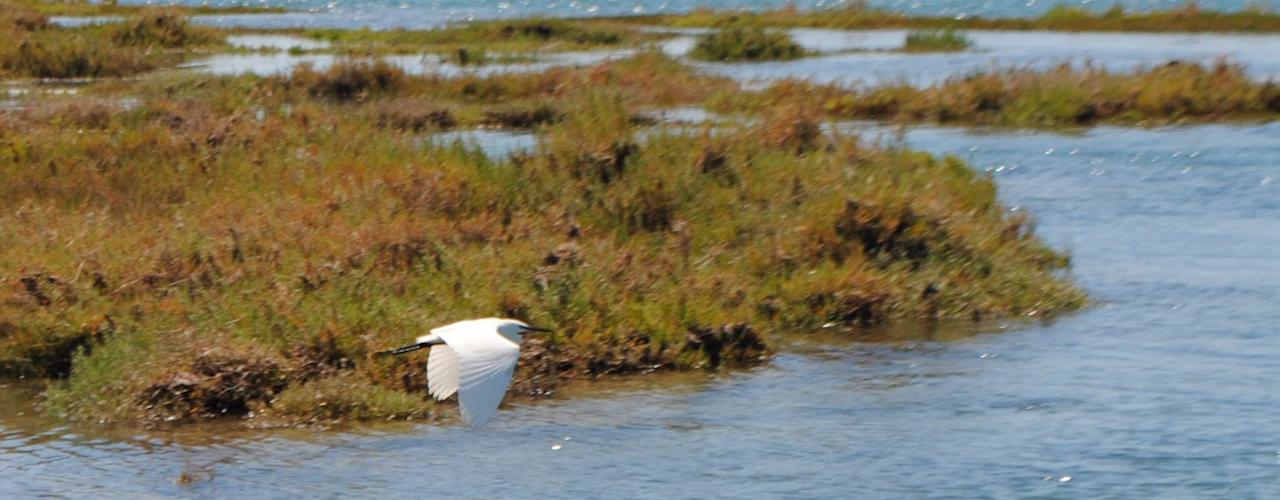 Ria Formosa: tour guidato in barca di 1 ora