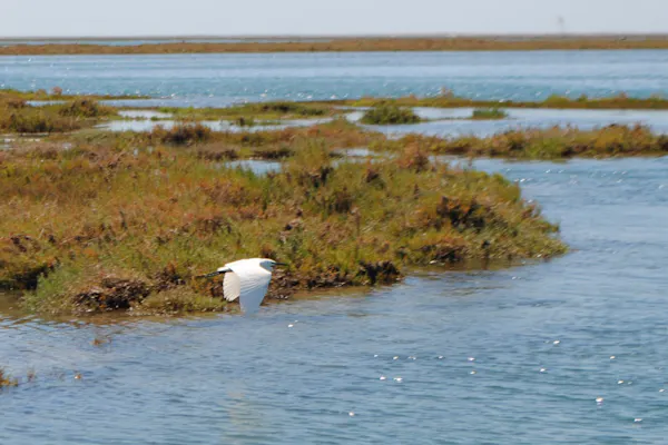 Ria Formosa : visite guidée en bateau d’1 heure