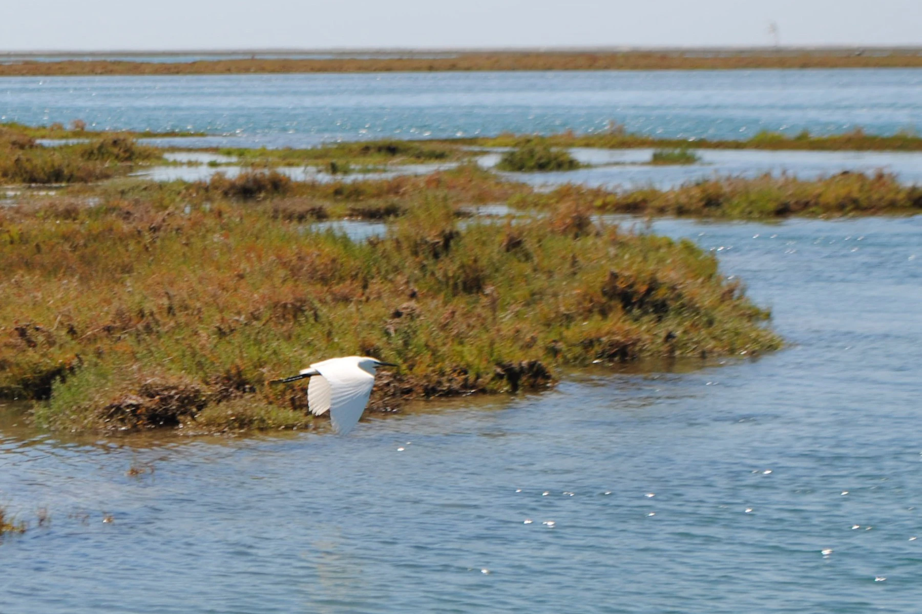 Ria Formosa: Passeio de barco guiado de 1 hora