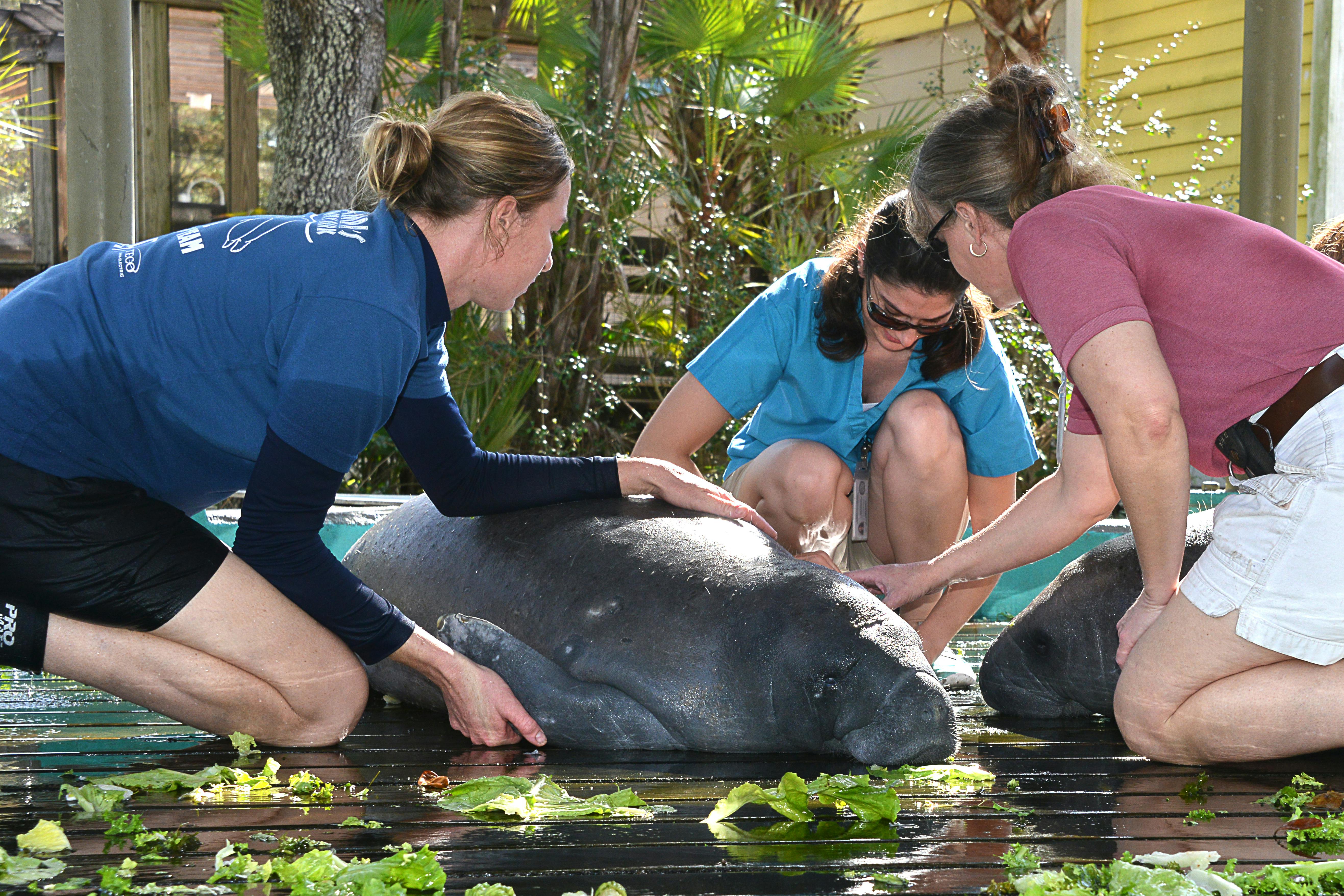 Tři ženy komunikují se dvěma kapustňáky na dřevěné plošině venku, obklopené zelení a salátem.