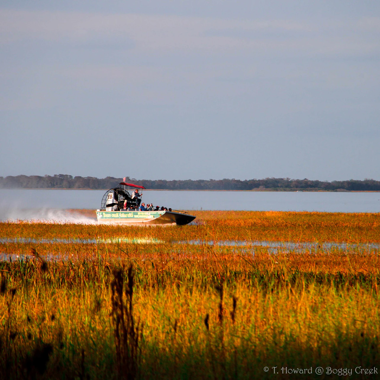 Kissimmee: 1-Hr Boggy Creek Everglades Airboat Tour in Kissimmee β Tiqets