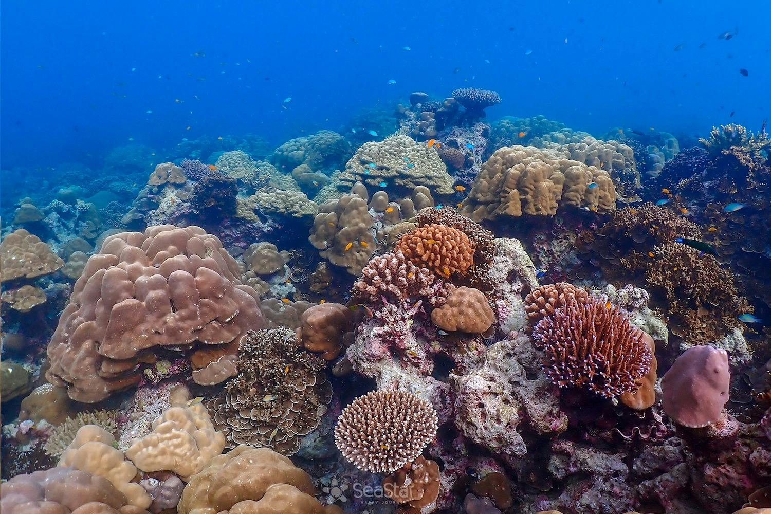 Snorkel and discover an underwater paradise