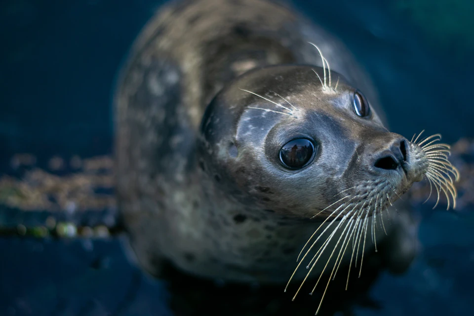 A close-up of a seal’s face, showing its whiskers and large dark eyes, against a blurred, watery background.