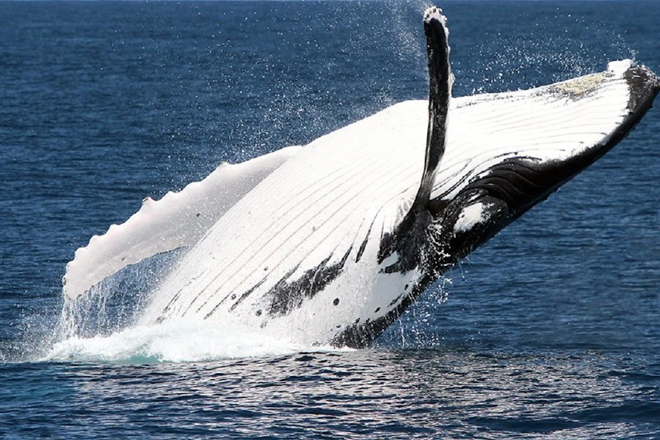 A whale breaches out of the ocean, exposing its white and black underside against a backdrop of blue water.