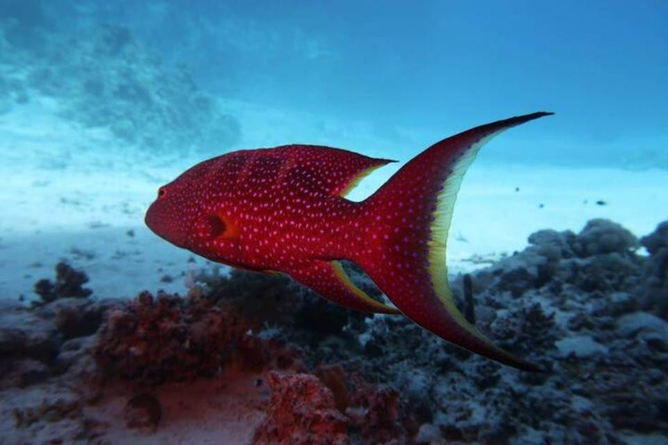엘쿠세이어 시티에서 즐기는 다이빙