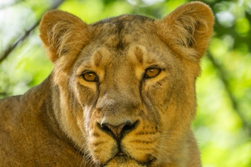 초록색 배경이 흐릿한 암사자 얼굴의 클로즈업.