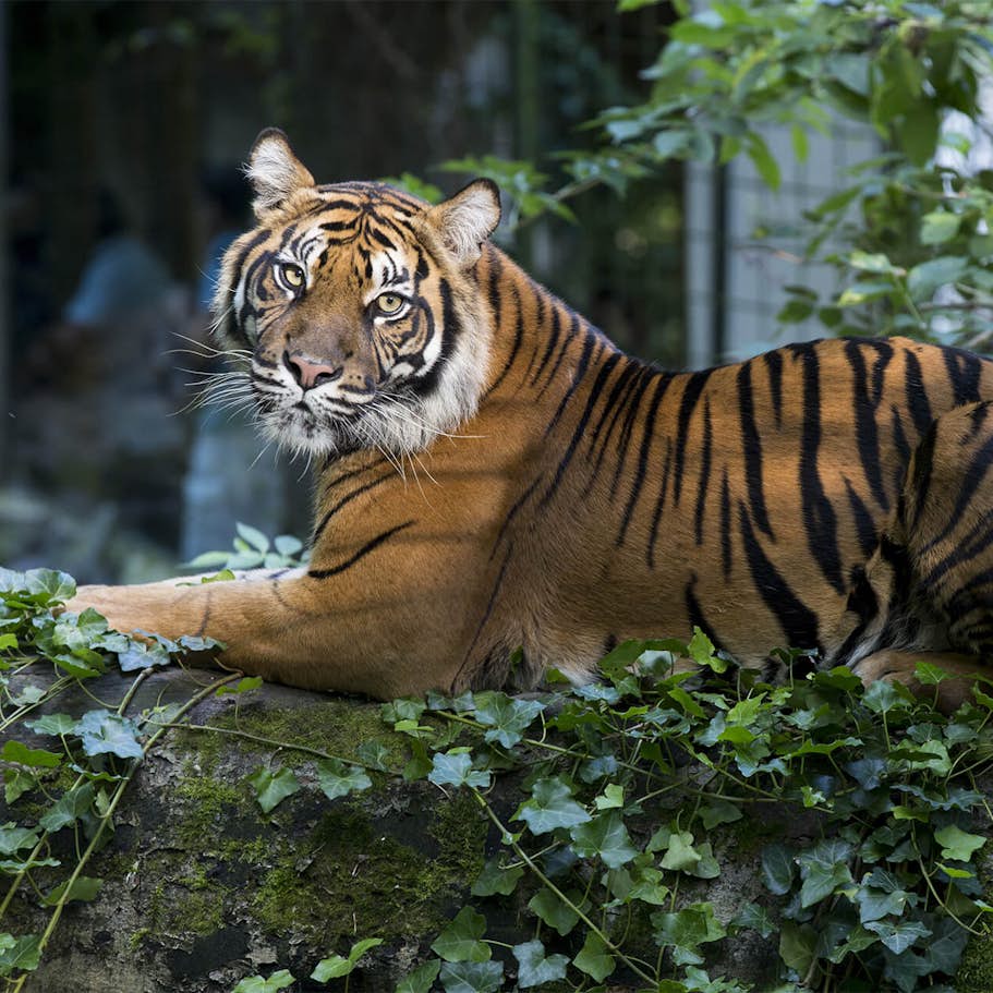 Dôme équatorial du ZooParc de Beauval - pass 2 jours