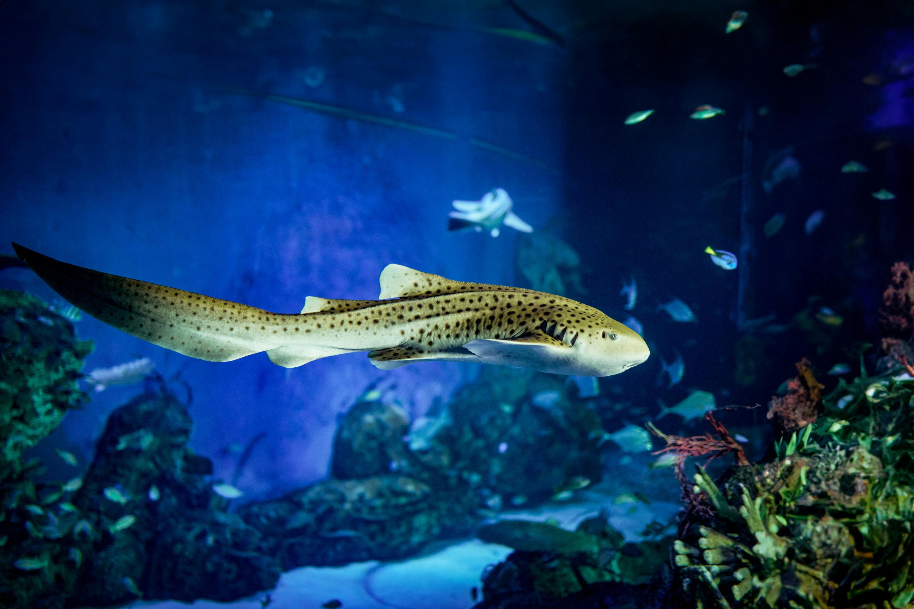 Marine Safari Bali: Seadragon Marine Entrance Ticket 3
