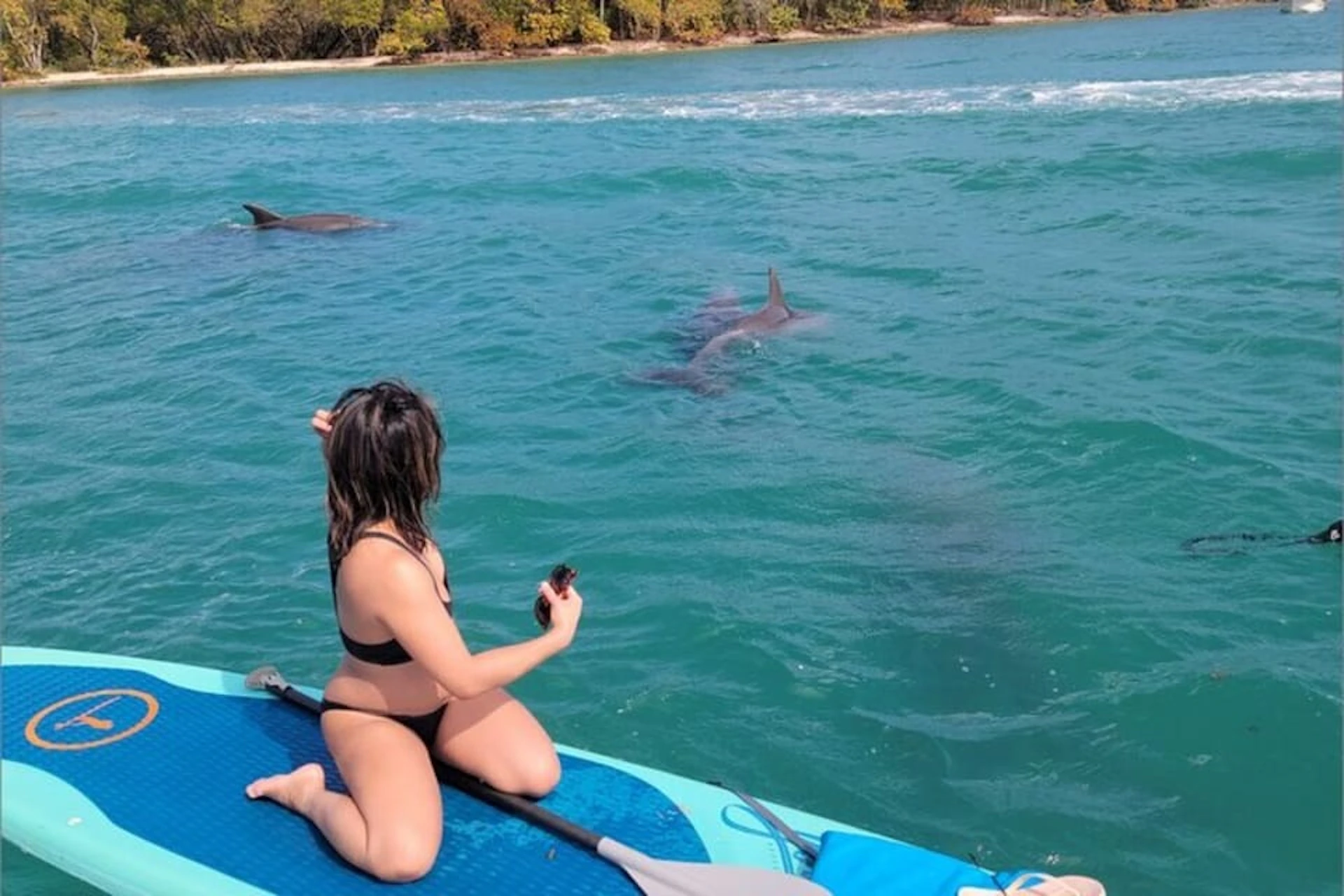 Paddleboard with dolphins