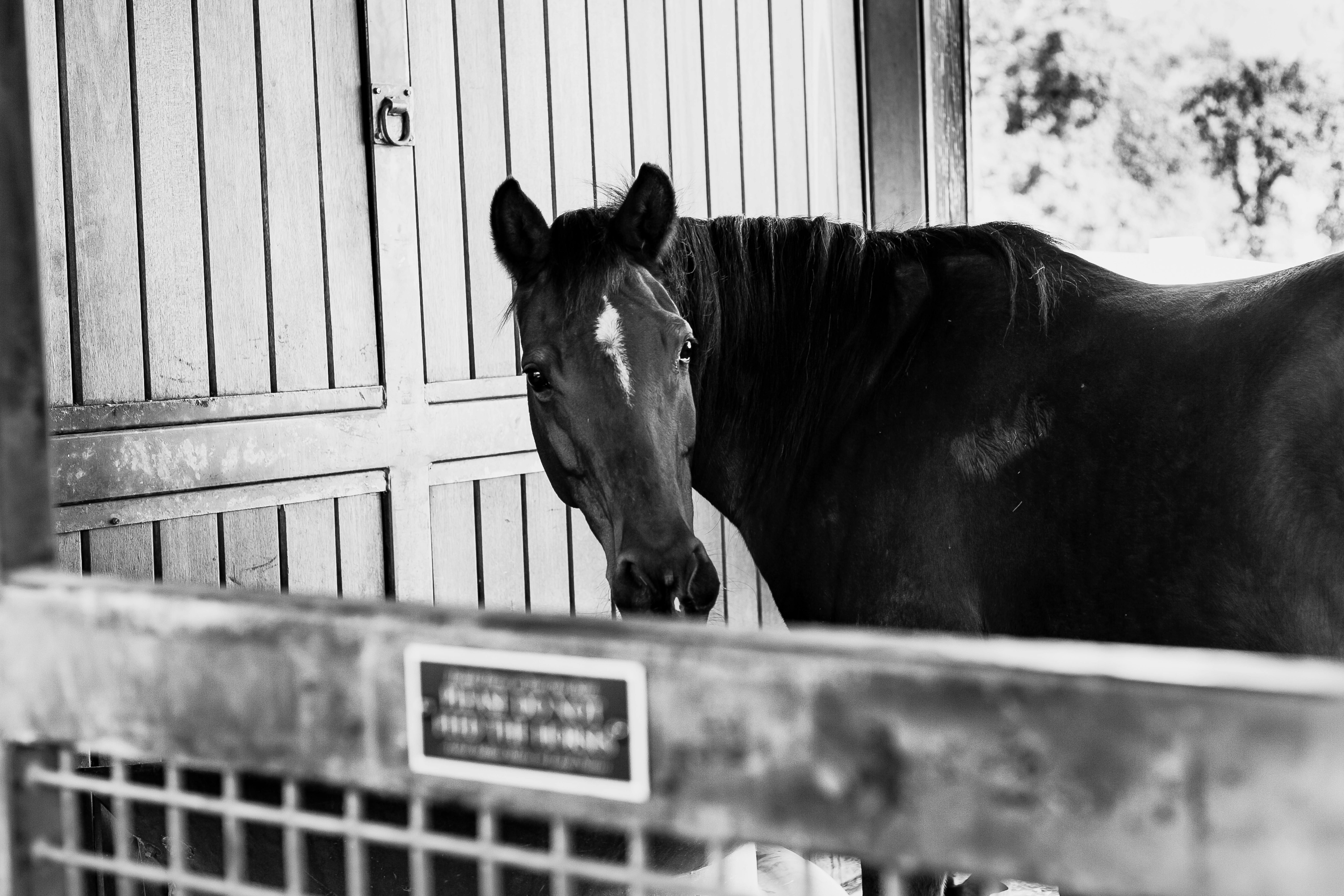 馬は厩舎の中に立って、カメラを見ています。 安定したドアは部分的に開いており、木製パネルを露出しています。