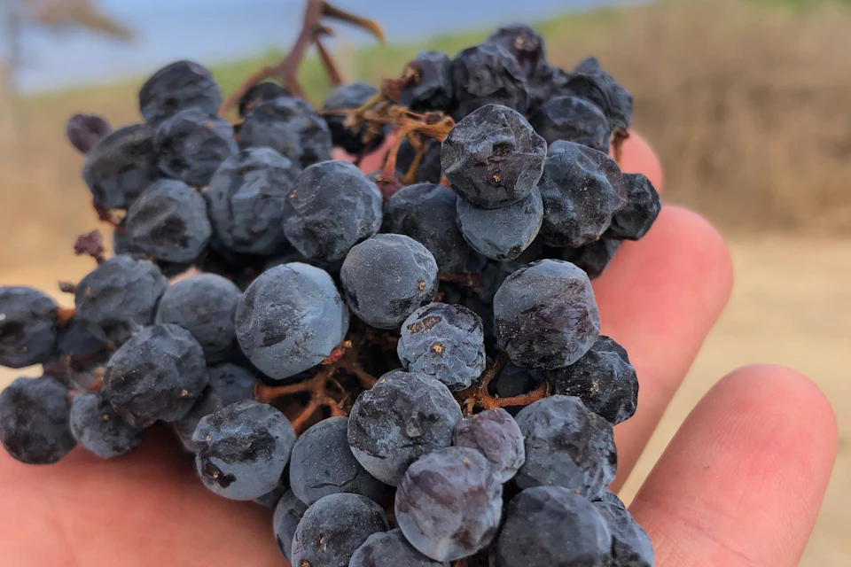 Uva Aleatico dopo l'appassimento settimanale, con gli acini disidratati e di colore blu per fare il vino passito Aleatico