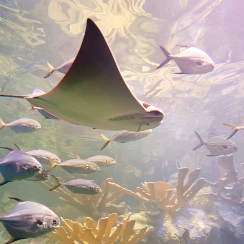 Simons Theatre at the New England Aquarium Ticket