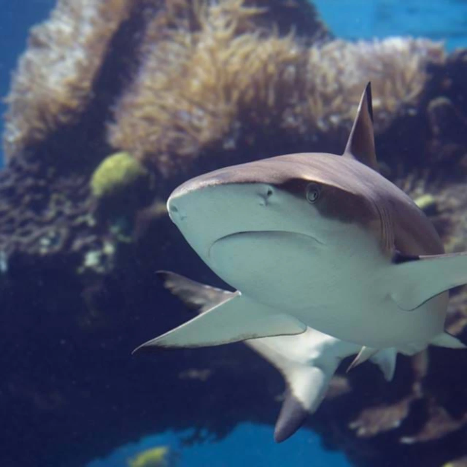 A shark swims near coral in clear, blue water.