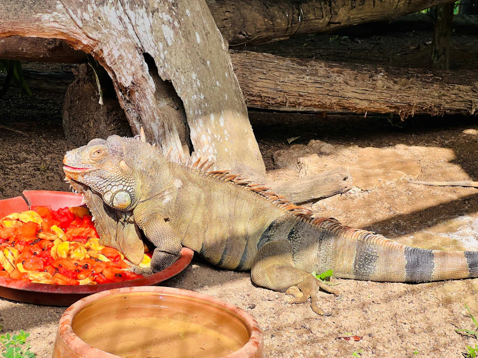 Zoo Teruntum Kuantan: Entry Ticket