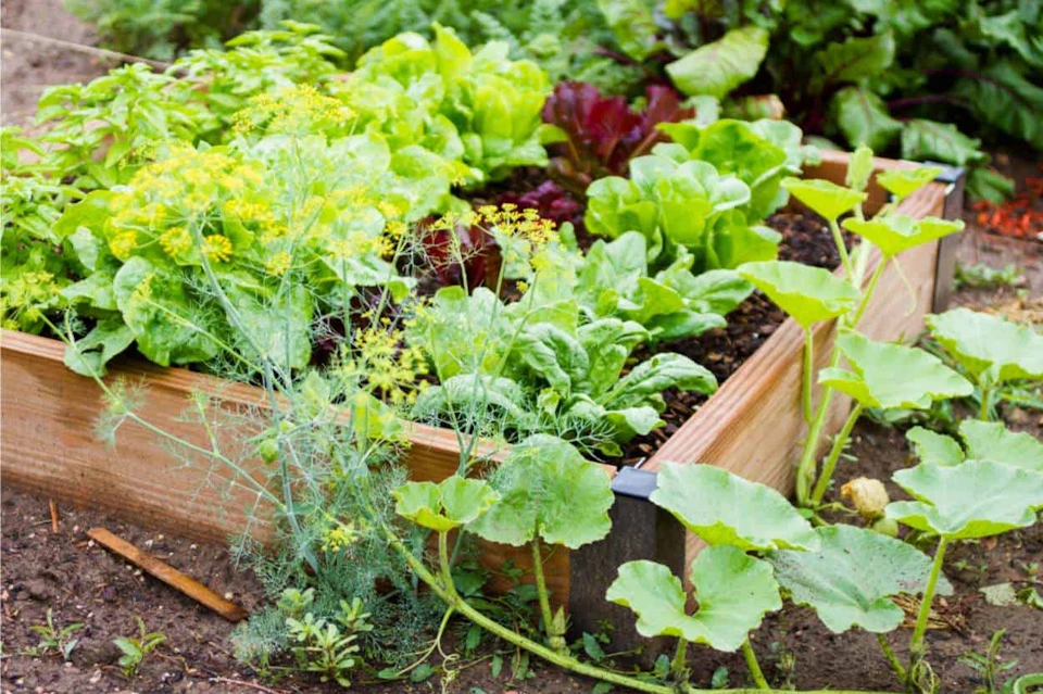 Garden
