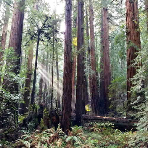 From San Francisco: Full Day Wine Country Tour and Muir Woods