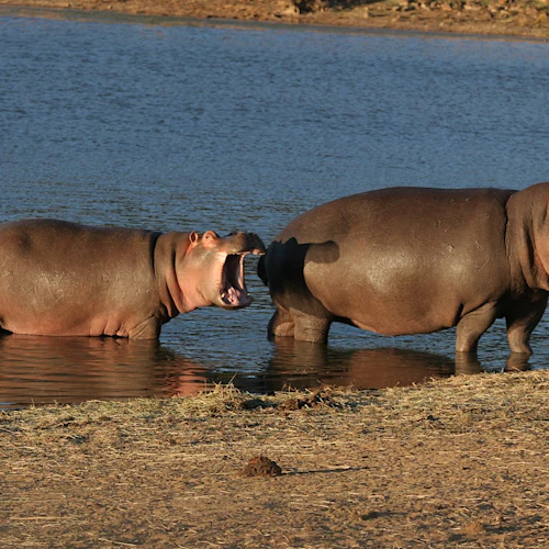 Aquila Private Game Reserve: Small-Group Safari Tour + Lunch + Transport - Photo 6