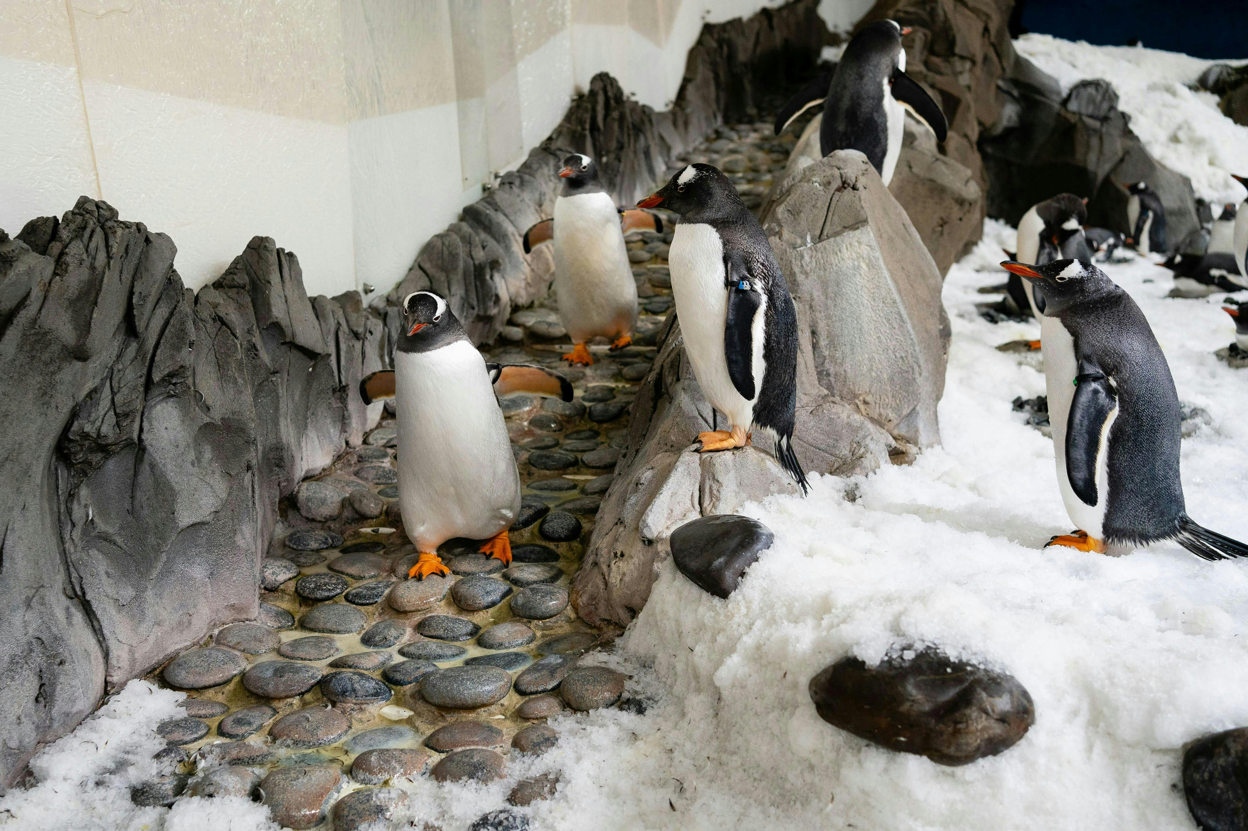 Acquario SEA LIFE Melbourne: Biglietto salta-coda (Prodotto B2B) — 7