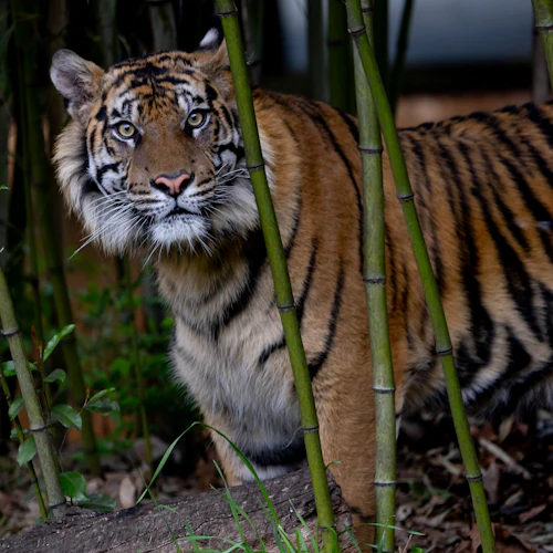 Zoo Atlanta: Entry Ticket - Photo 7