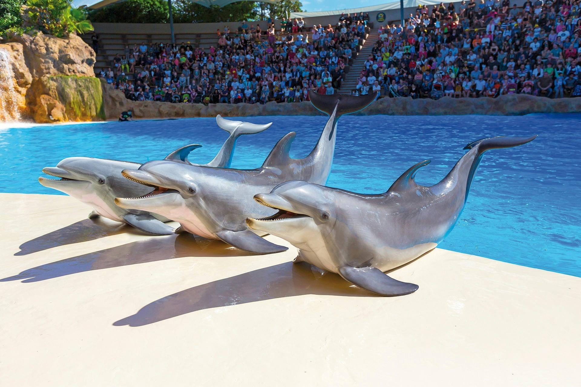 Siam Park e Loro Parque: Biglietto d'ingresso + Siam Park Trasferimento da Nord — 8
