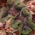 巨型蛤蜊/老虎蛤蜊
