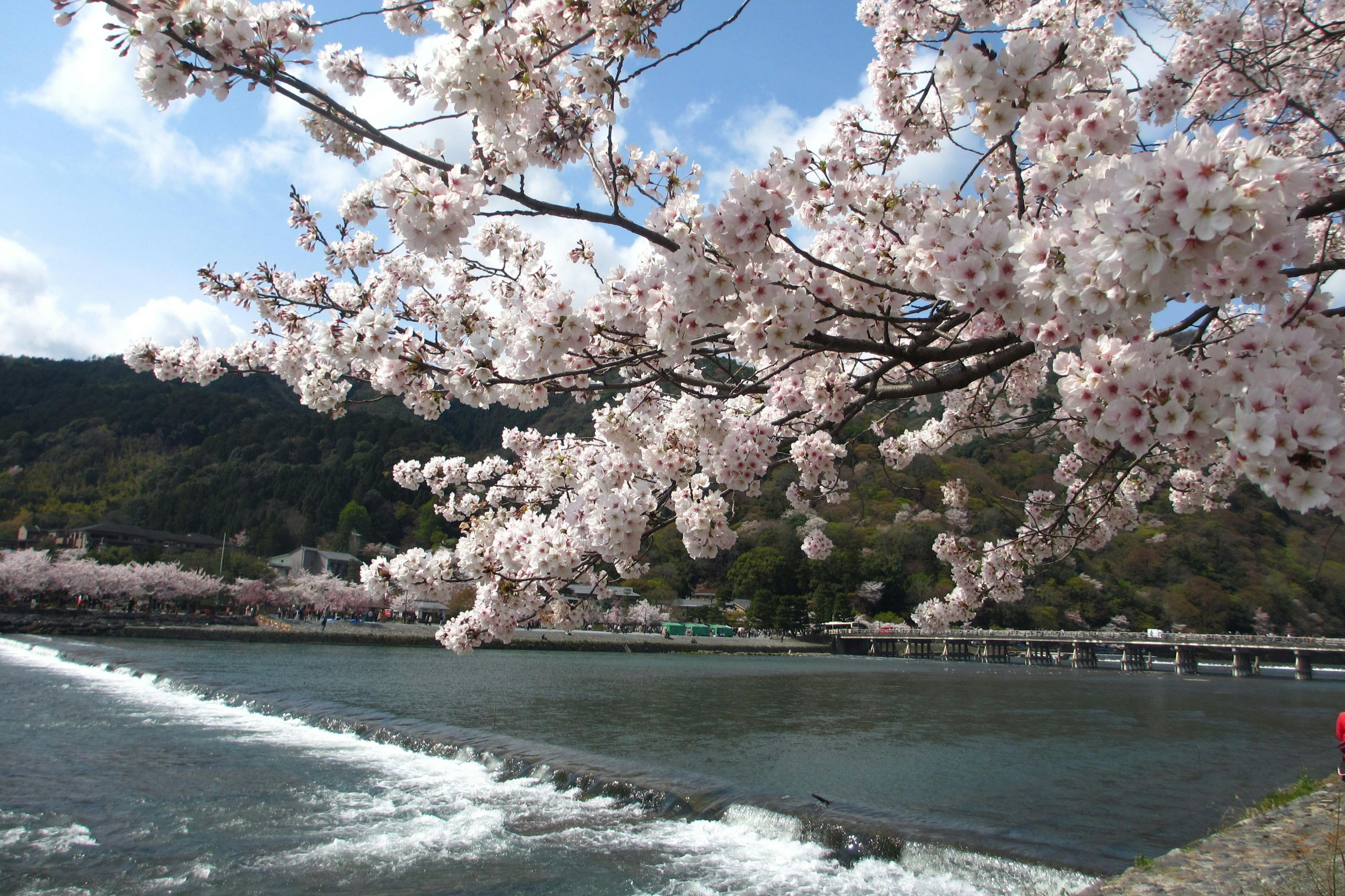 Cherry blossoms in full bloom over a river with gentle rapids, mountains, and buildings in the background.