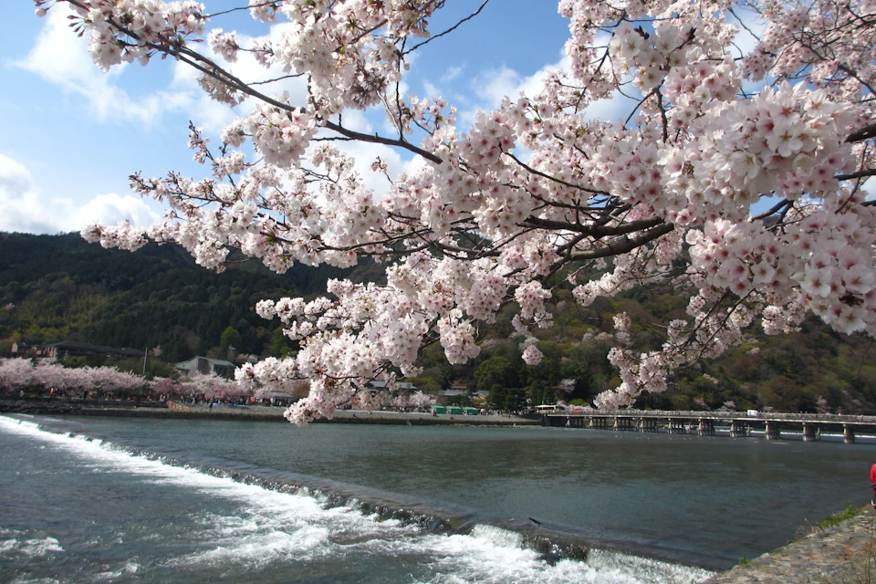 Cherry blossoms in full bloom over a river with gentle rapids, mountains, and buildings in the background.