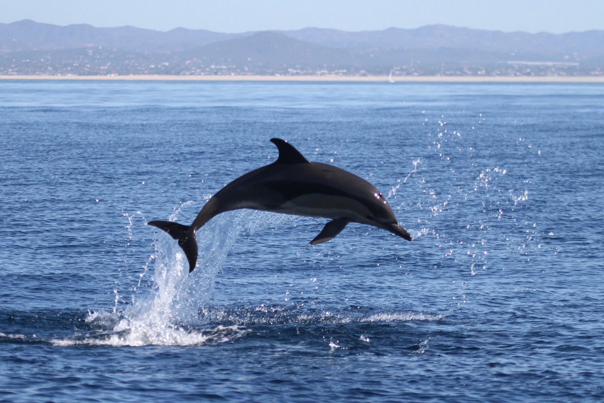 A dolphin jumping out of the water with a clear blue ocean and distant mountains in the background under a clear sky.