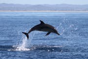 Um golfinho pulando para fora da água com um oceano azul claro e montanhas distantes ao fundo sob um céu claro.