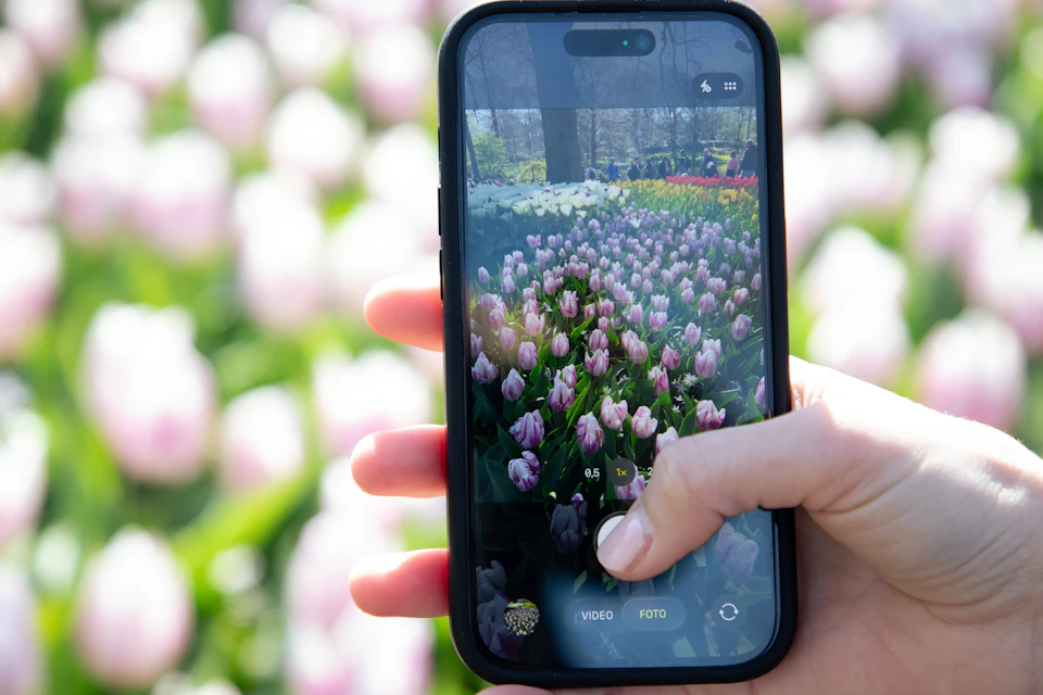 A hand holding a smartphone capturing a picture of a field of pink and white tulips in a garden setting.
