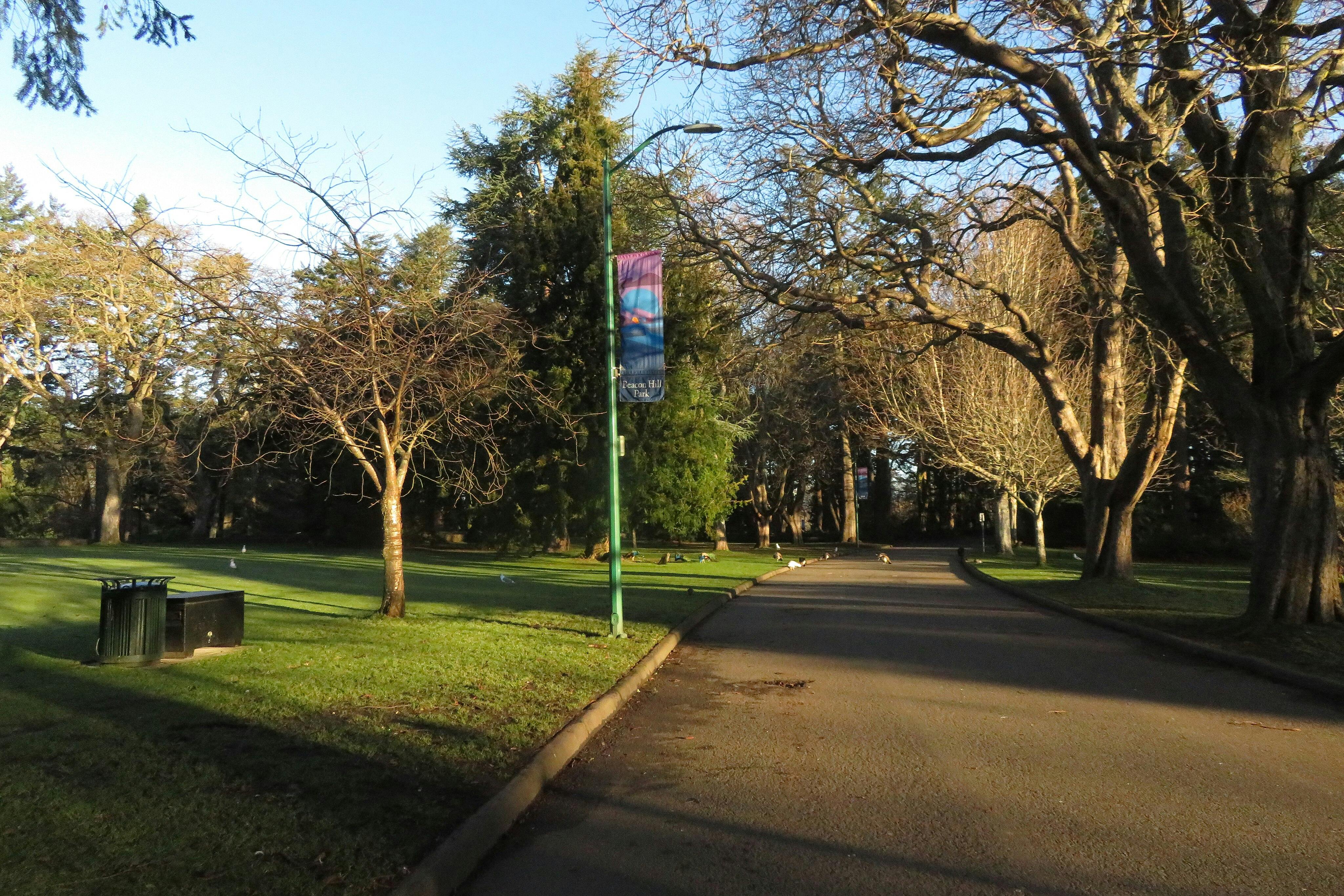 Un parque con árboles sin hojas, un camino pavimentado, hierba verde, bancos y una farola con una pancarta. Hay patos esparcidos por la hierba.