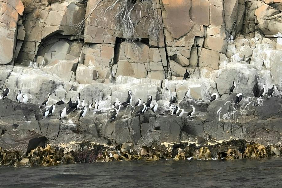 A group of seabirds perched on rocky cliffs by the water, with some vegetation visible at the base of the rocks.