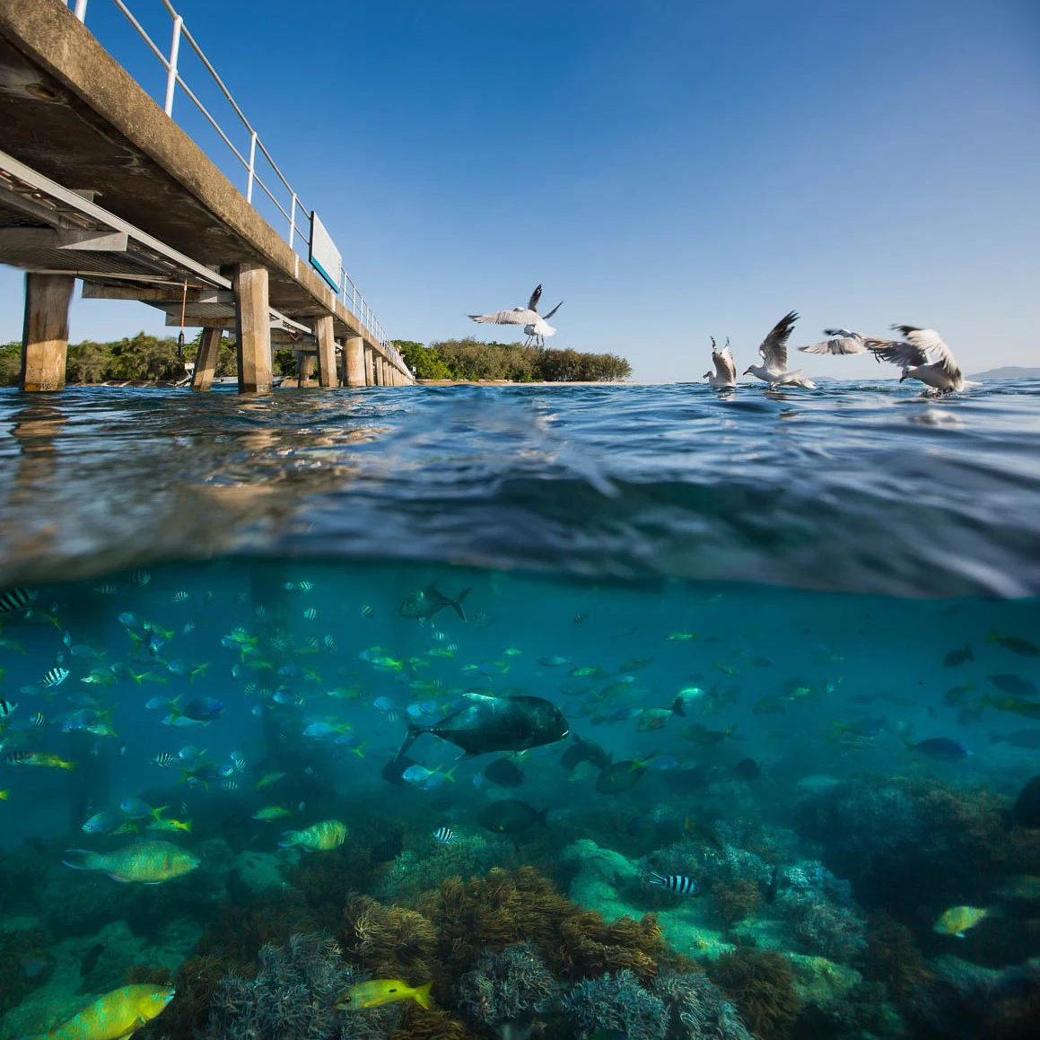 Cairns: Green Island Ferry Transfer + Optional Snorkel
