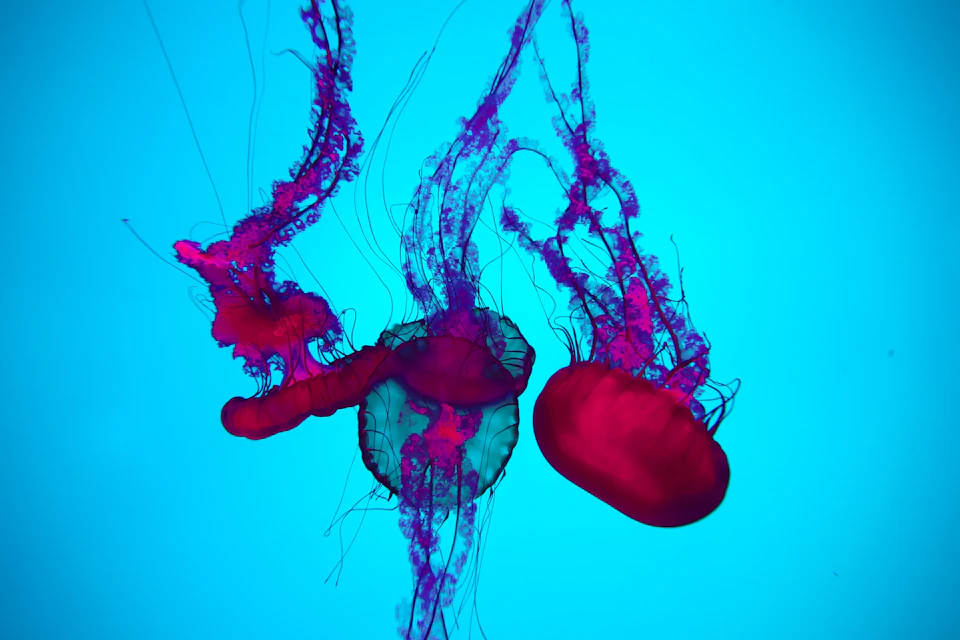 Ripley's Aquarium of Canada