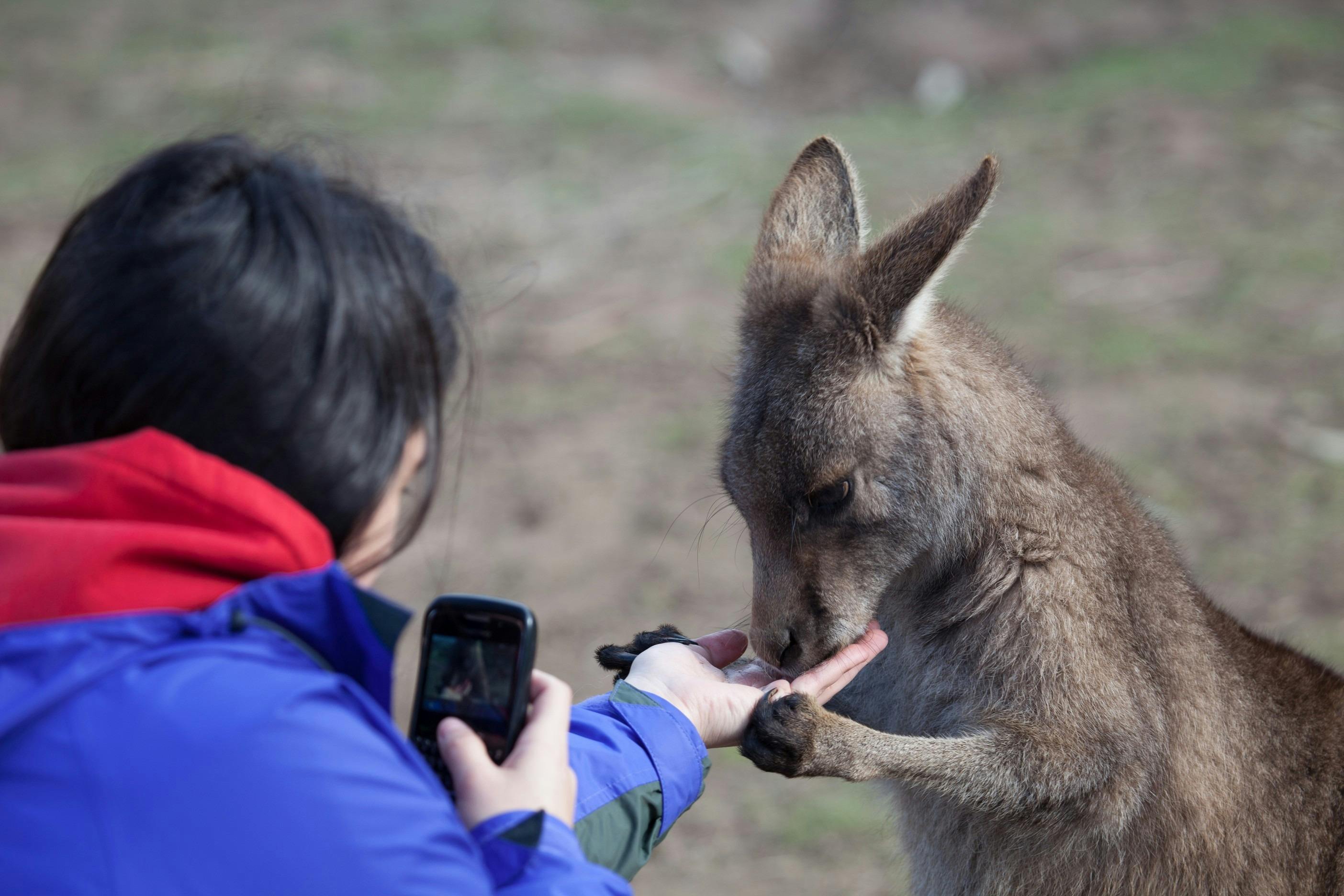 A person feeds a kangaroo from their hand while taking a photo with a camera, outdoors on a blurred background.
