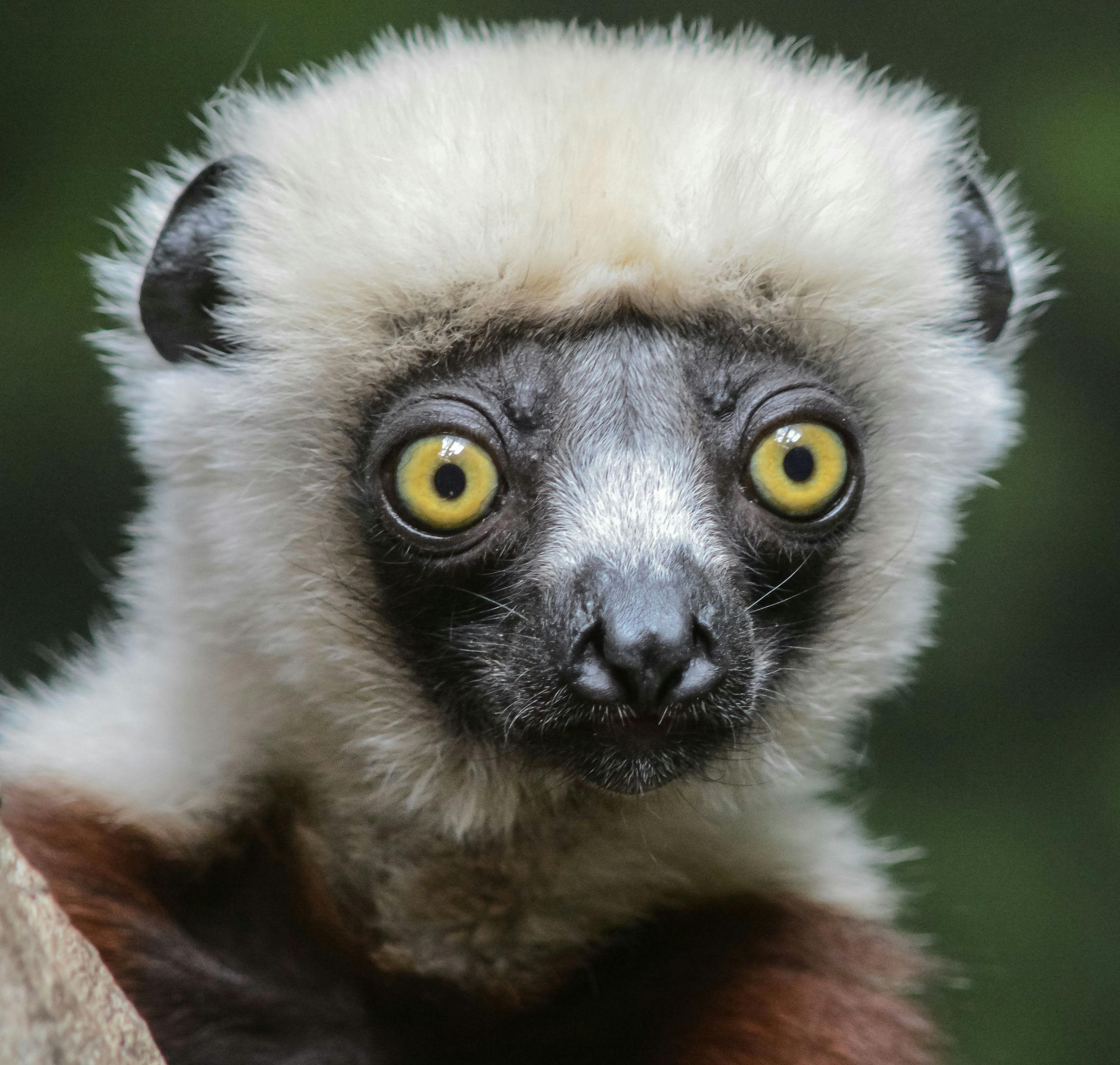 Detailní záběr lemura s jasně žlutýma očima, černou tváří, bílou srstí kolem hlavy a zeleným rozmazaným pozadím.