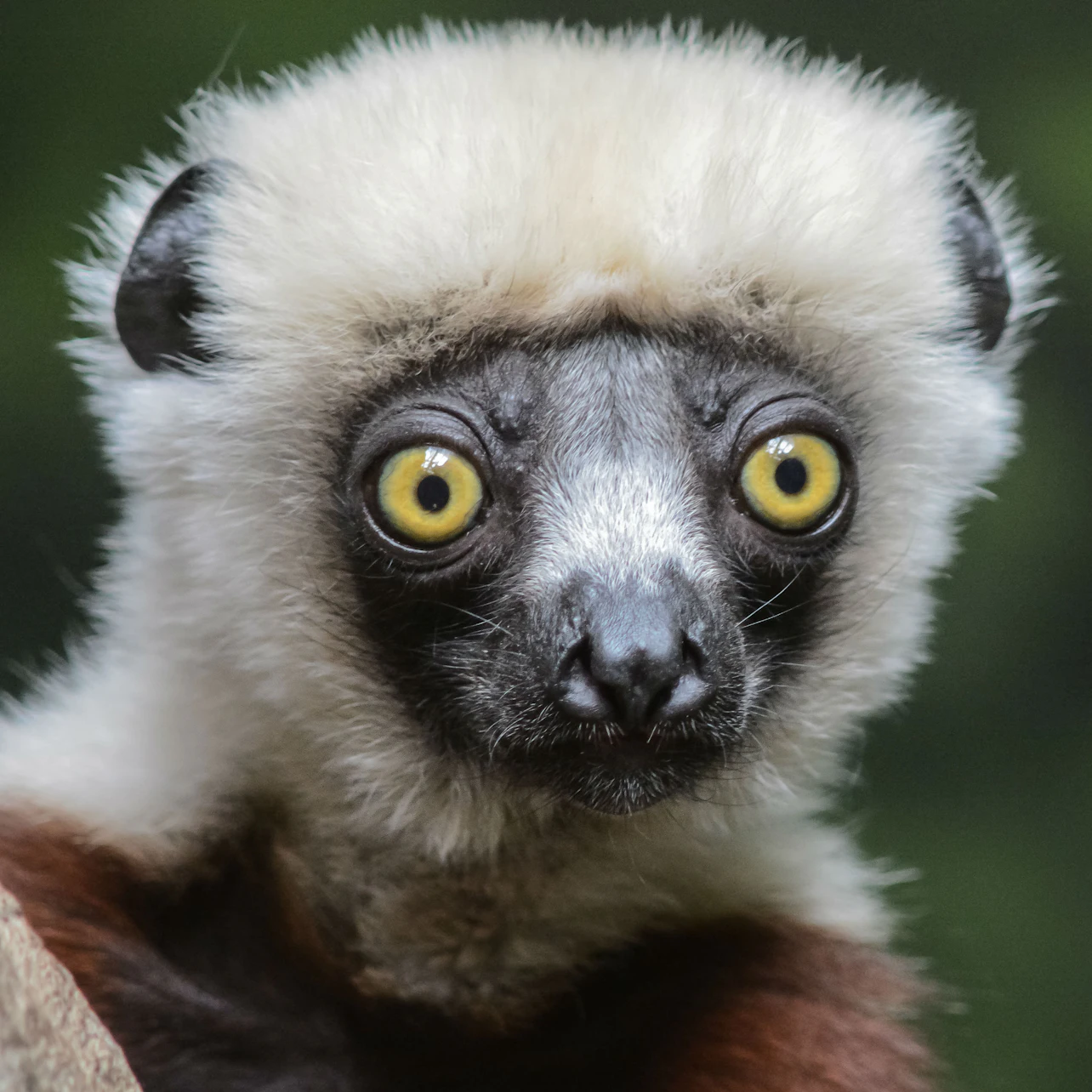 Bronx Zoo: Entry Ticket in New York β Tiqets