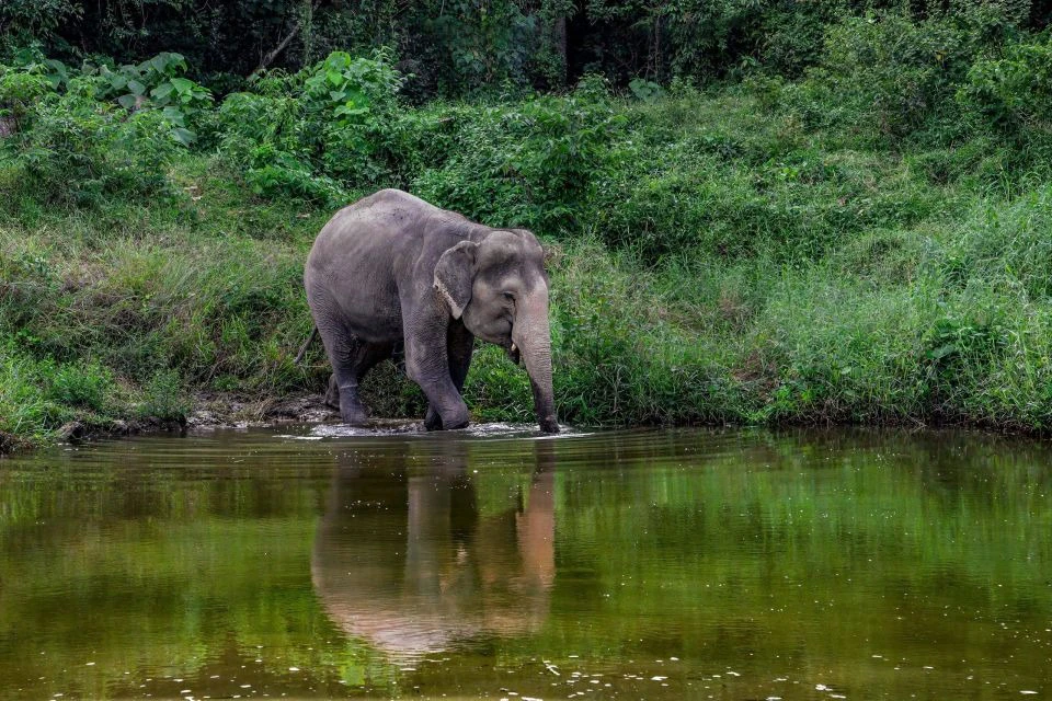 Bukit Elephant Park: Entry + Guided Tour + Transfers