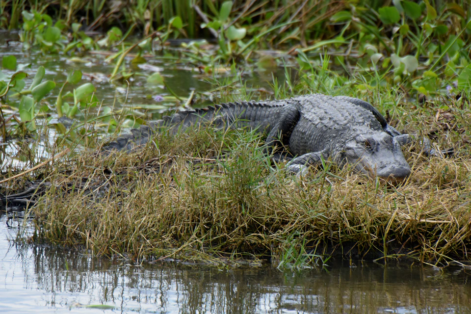 An alligator lying on grassy ground beside a body of water, surrounded by marsh vegetation.