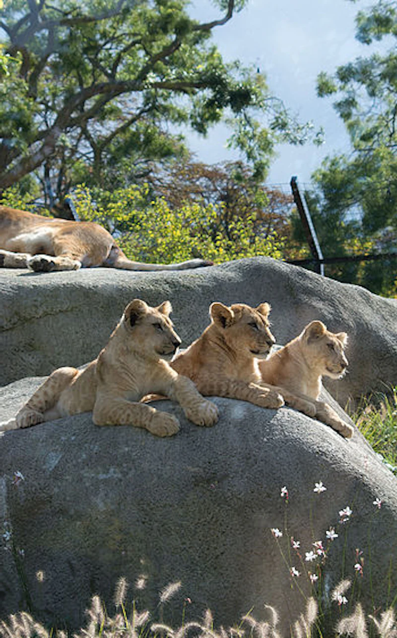 פארק החיות של פריז (Parc Zoologique de Paris) — תמונה 4