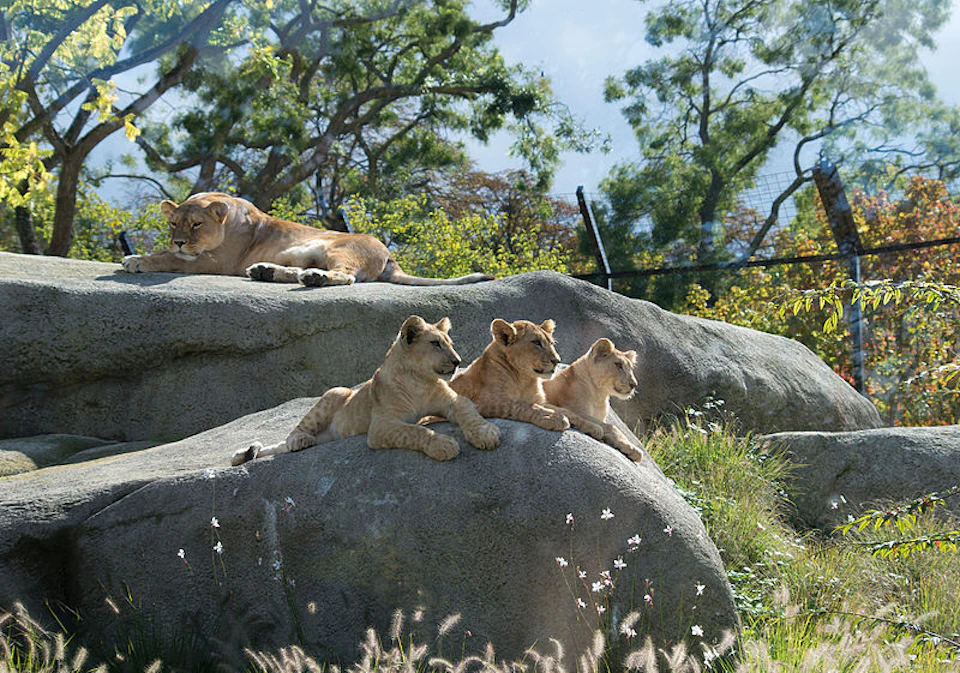 Four lions lounging on large rocks, surrounded by green trees and grass under a clear sky.