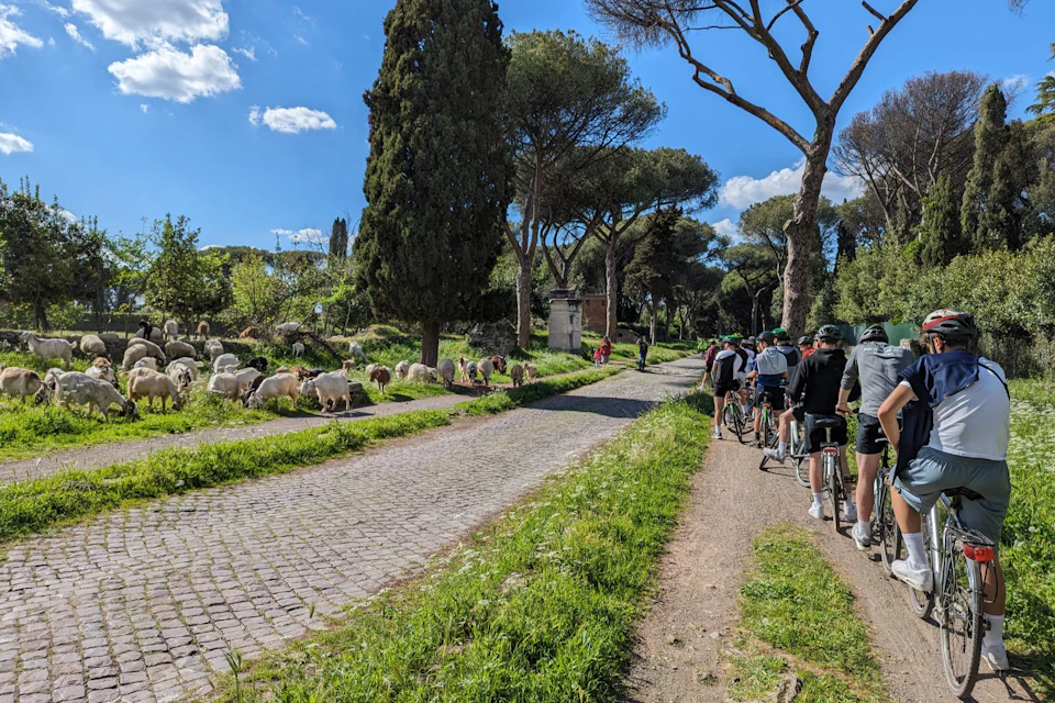 A group of cyclists riding on a path beside a cobblestone road with grazing sheep and trees under a sunny sky.