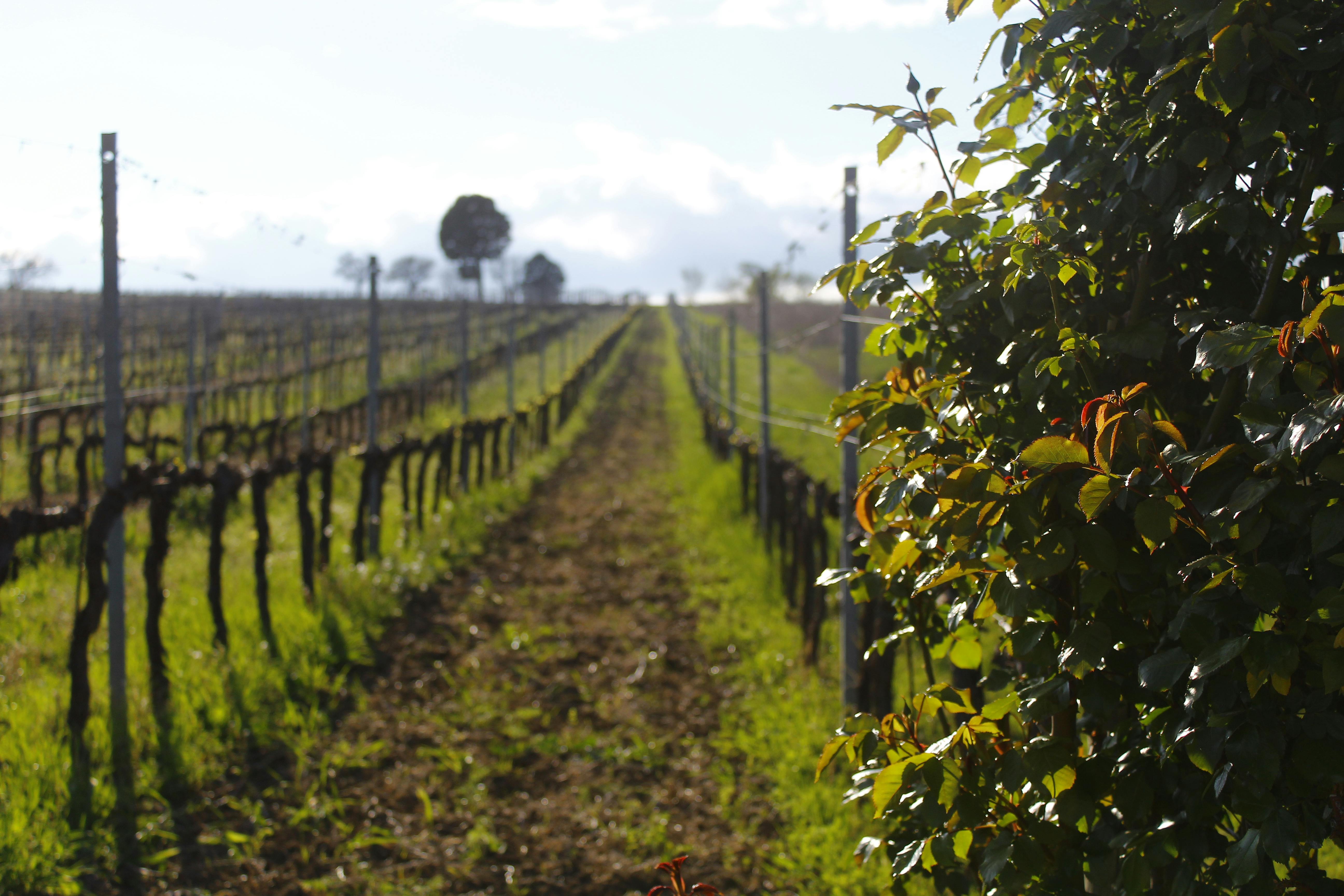Vineyard with green manure