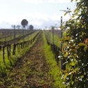 Vigna con sovescio