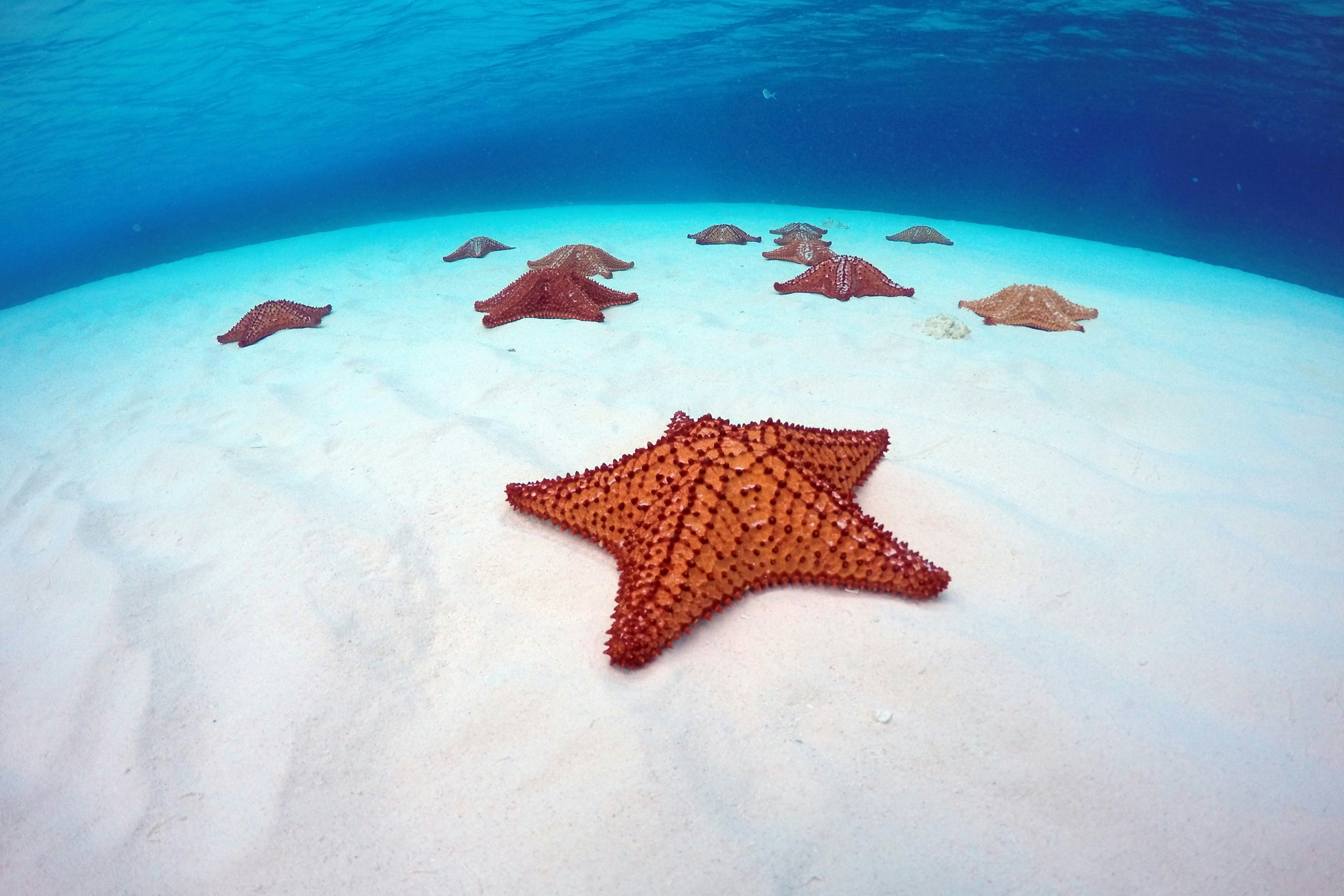 Recife Palancar e Baía El Cielo: Excursão de Snorkeling a partir de Cozumel + Almoço Buffet