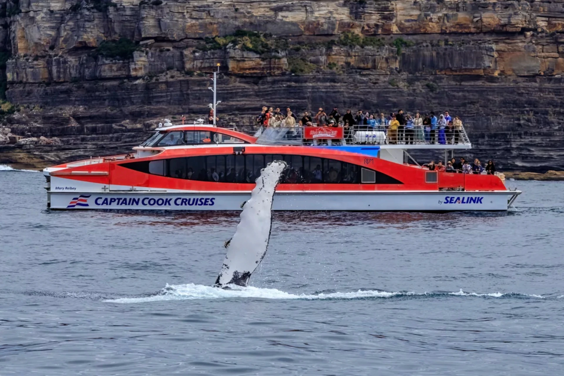 A whale breaching near a red and white tour boat labeled 'Captain Cook Cruises,' with cliffs visible in the background.