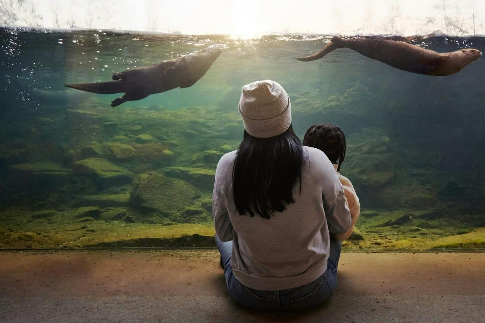 Osoba a dítě sedí u velkého okna akvária a dívají se, jak vydry plavou ve vodě.