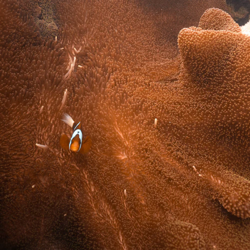 Great Barrier Reef: Pontoon Cruise + Semi-Submarine Tour + Buffet Lunch - Photo 4
