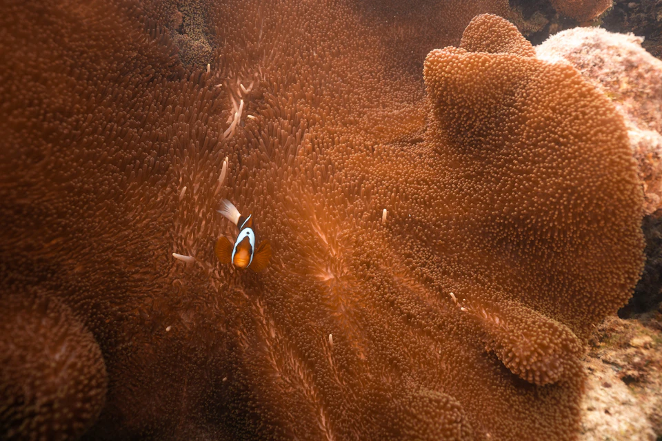 A lone clownfish swims among brown sea anemone tentacles underwater.