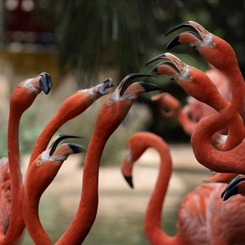 Lagos Zoo: Entry Ticket - Photo 3